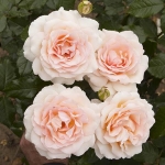 Chandos Beauty (Чандос Бьюті)